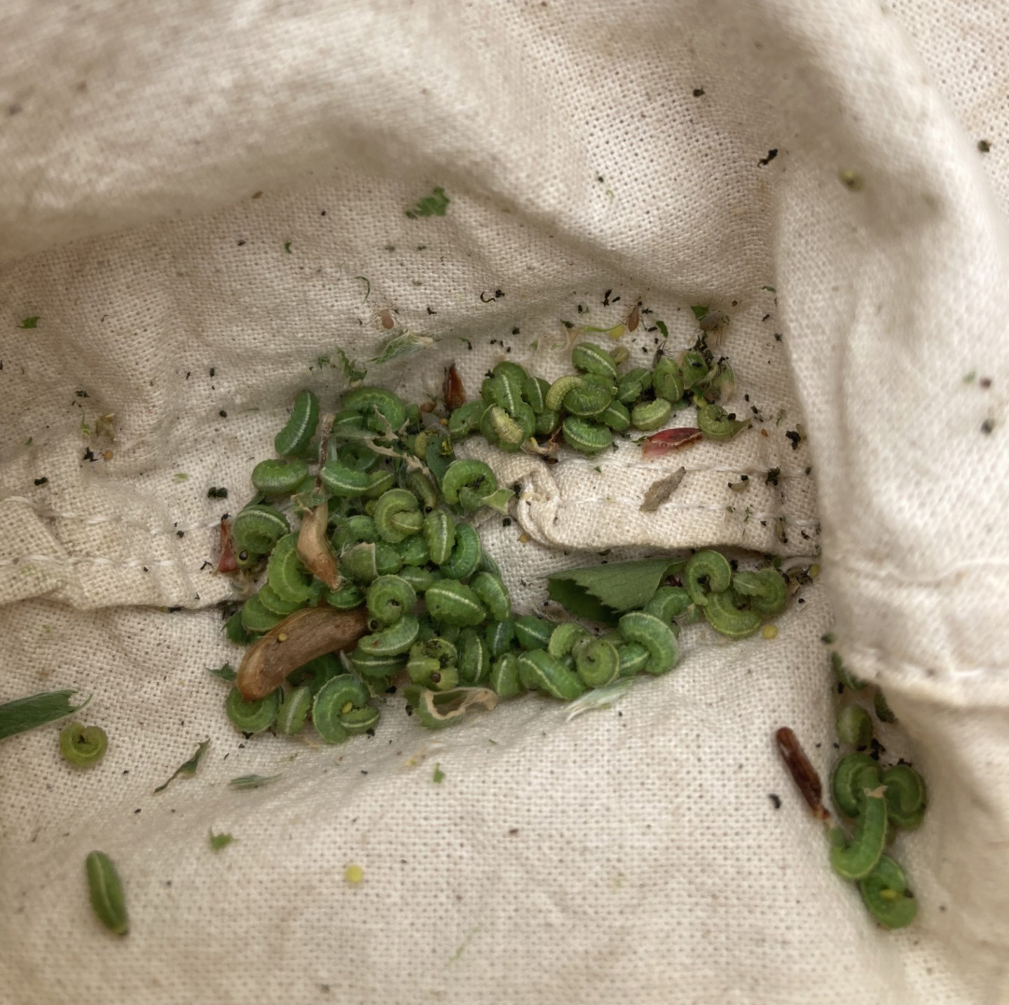 Several green alfalfa weevil in a pile at the bottom of a sweepnet.